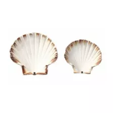 Coquilles Saint-Jacques 12/13 naturelles (par 250)