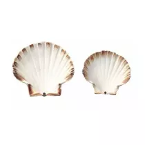 Coquilles Saint-Jacques...