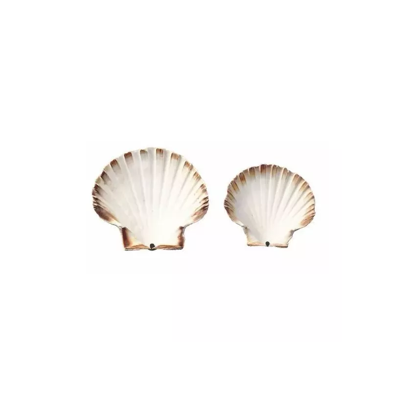 Coquilles Saint-Jacques naturelles 13/14