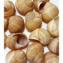 Escargots de Bourgogne...