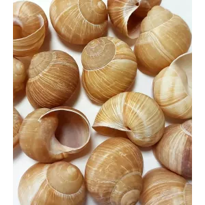 Escargots de Bourgogne...