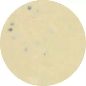 Sauce poivre creme Van Hees Vantasia