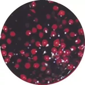 Sauce cerises Qualite d'Or
